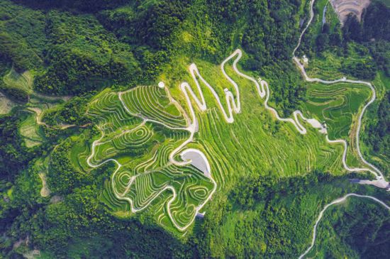 張家界莓茶核心產(chǎn)區(qū)航拍圖。張家界市永定區(qū)委宣傳部供圖